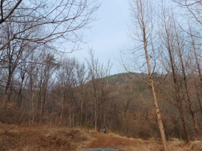 인천광역시 옹진군 영흥면 내리 산336-2 임야 경매 사진 7