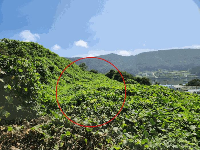 경상남도 통영시 도산면 수월리 594-2 전 경매 사진 1