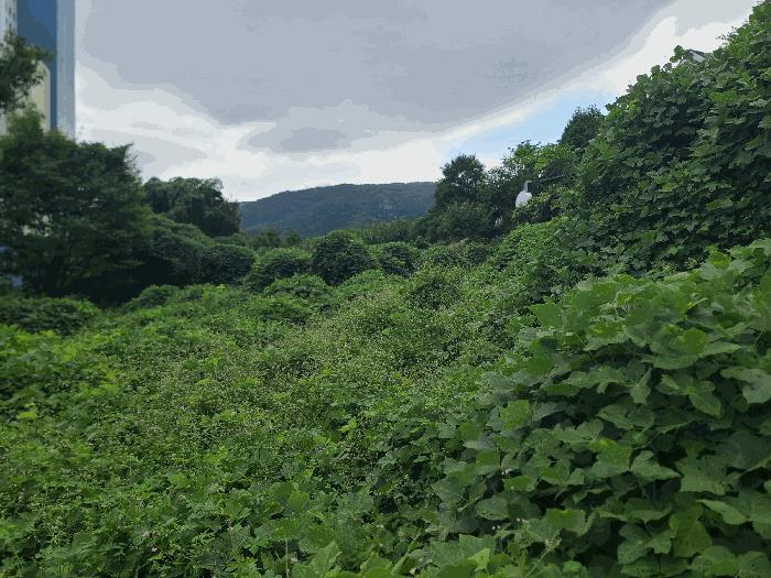 경상남도 거제시 일운면 소동리 146-2 전 경매 사진 2