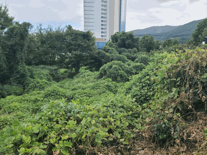 경상남도 거제시 일운면 소동리 146-2 전 경매 사진 3