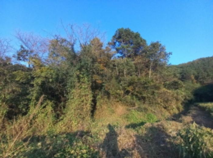 경상남도 진주시 사봉면 부계리 산366-2 임야 경매 사진 10