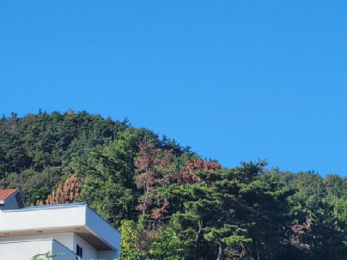 전라남도 여수시 화양면 나진리 산78-1 임야 경매 사진 9