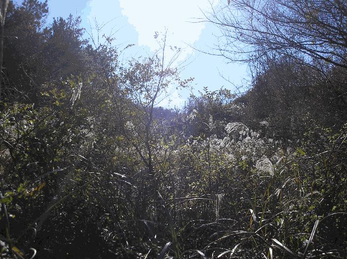 전라남도 고흥군 금산면 석정리 918 전 경매 사진 3