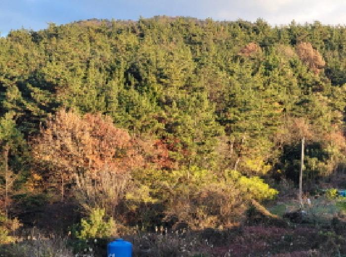 전라남도 고흥군 금산면 석정리 918 전 경매 사진 5
