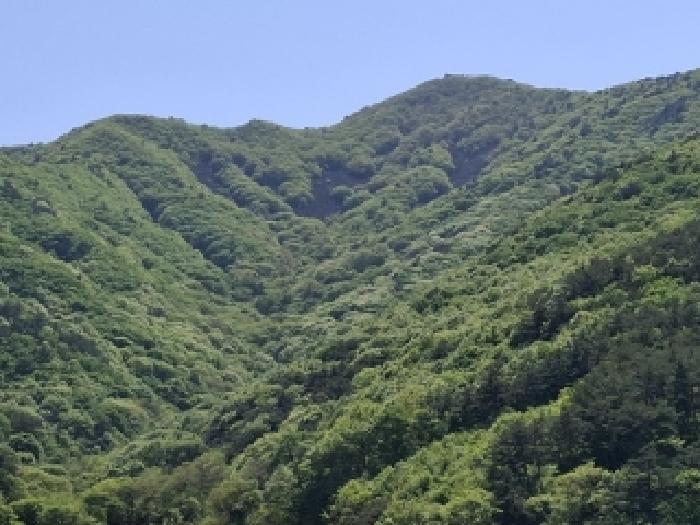 경상남도 사천시 사남면 가천리 산117 임야 경매 사진 3