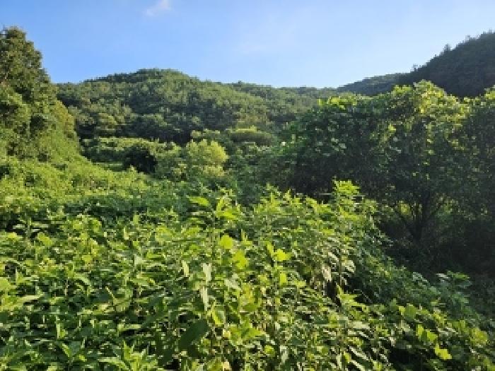경상남도 진주시 미천면 효자리 산26 임야 경매 사진 5