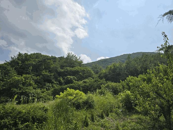 경상남도 진주시 명석면 신기리 산191 임야 경매 사진 3