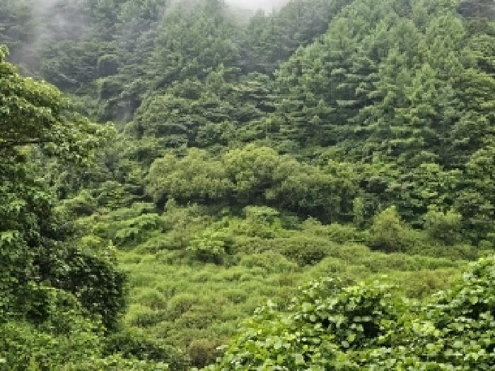 경상남도 하동군 청암면 묵계리 203 답 경매 사진 3