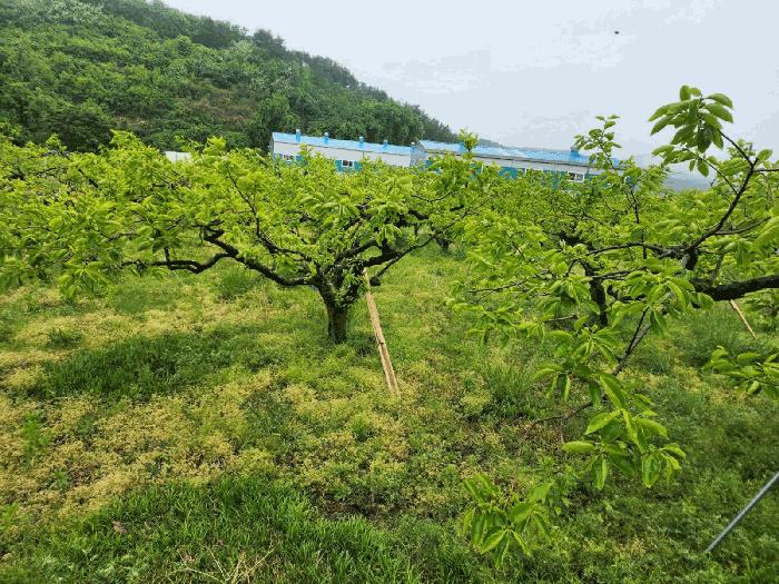 경상남도 창원시 의창구 북면 월백리 124 전 경매 사진 6