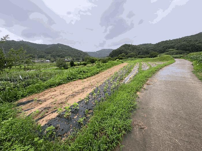 전라남도 화순군 동복면 가수리 445 전 경매 사진 10