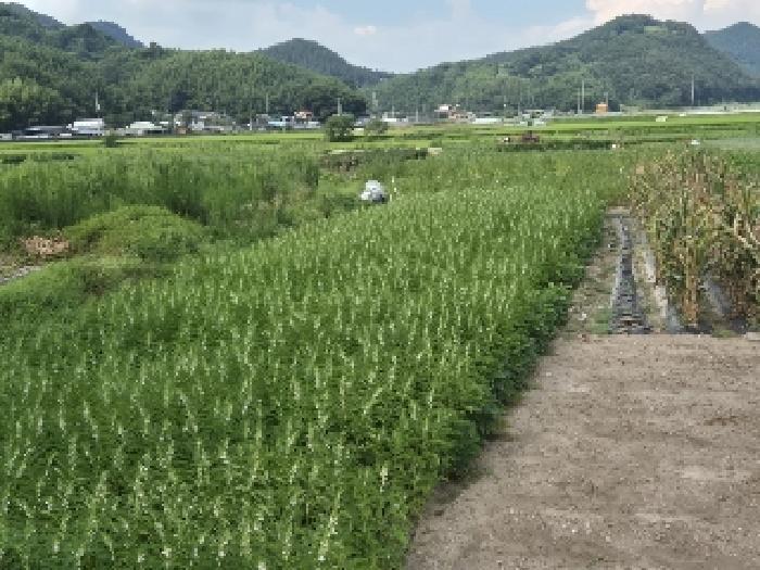 전라남도 화순군 동복면 가수리 445 전 경매 사진 14