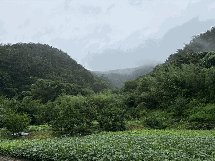 전라남도 화순군 동복면 가수리 445 전 경매 사진 9