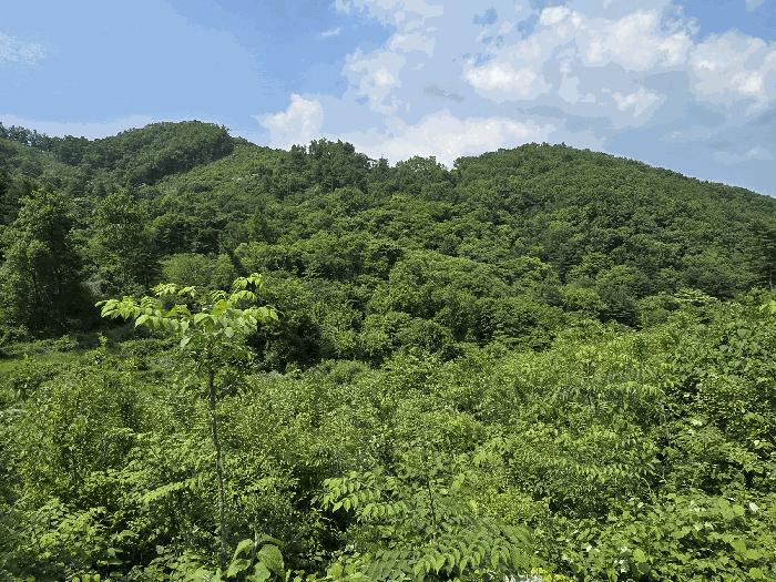 경기도 가평군 상면 덕현리 614-14 임야 경매 사진 1
