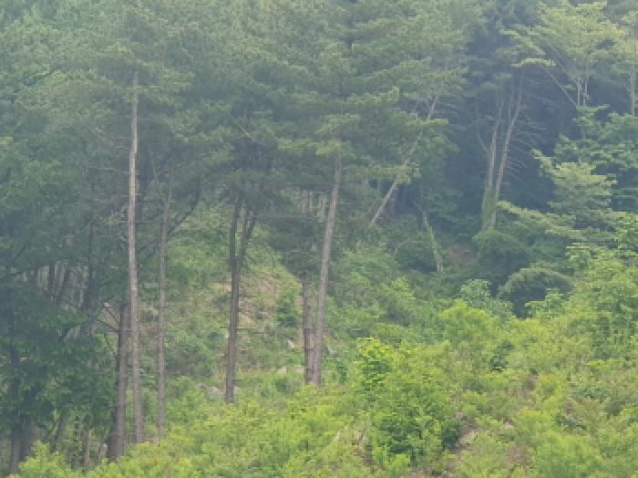 경기도 가평군 상면 덕현리 614-14 임야 경매 사진 11