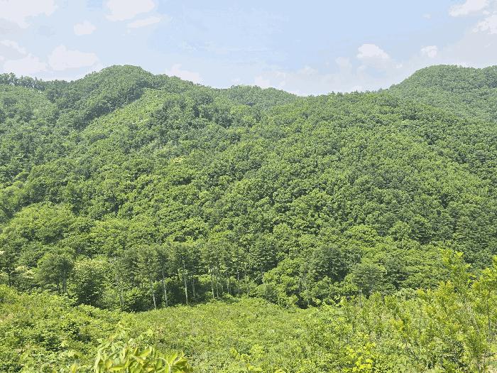 경기도 가평군 상면 임초리 산116 임야 경매 사진 4