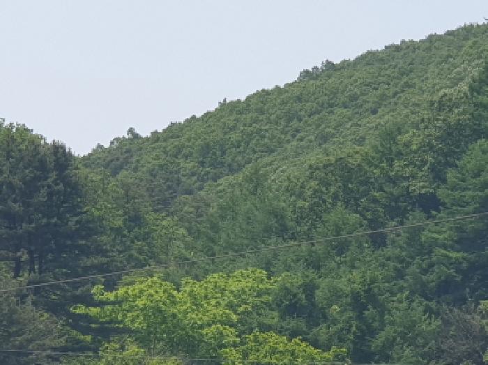 경기도 가평군 상면 임초리 산116 임야 경매 사진 7