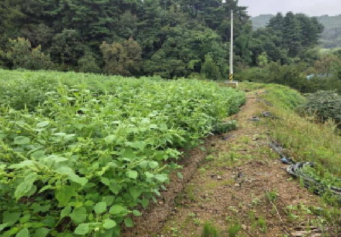 충청남도 아산시 도고면 농은리 374 전 경매 사진 16