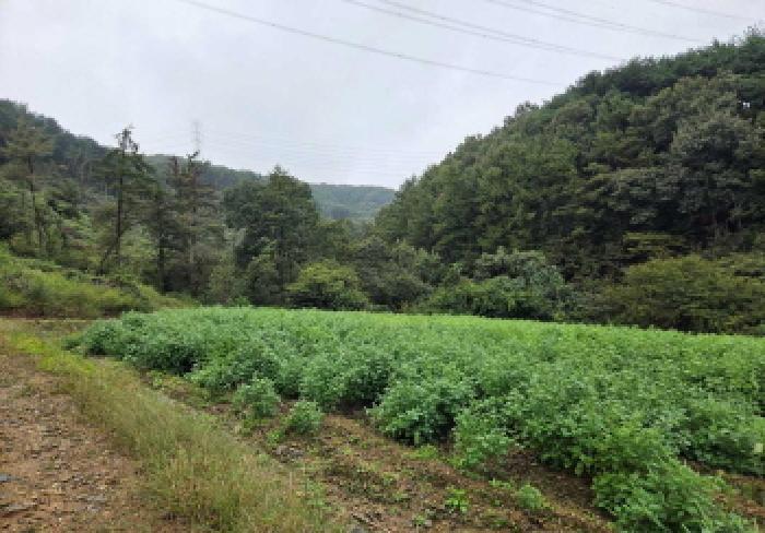 충청남도 아산시 도고면 농은리 374 전 경매 사진 20