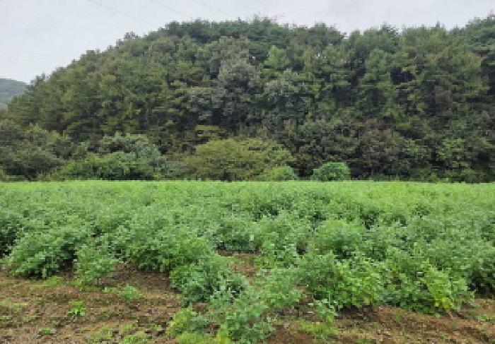 충청남도 아산시 도고면 농은리 374 전 경매 사진 21