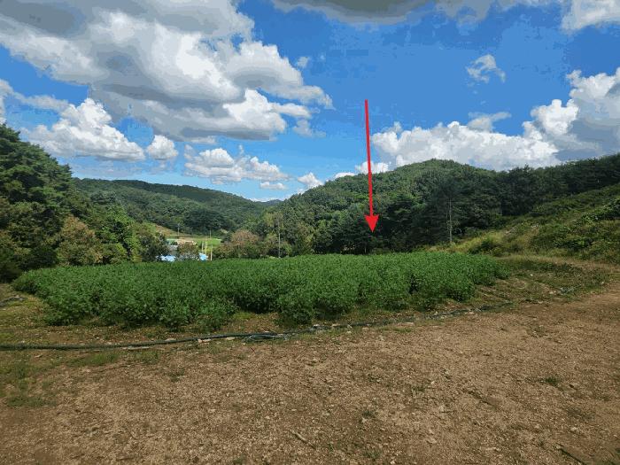 충청남도 아산시 도고면 농은리 374 전 경매 사진 3