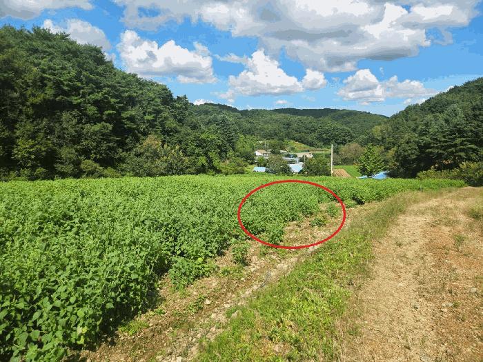 충청남도 아산시 도고면 농은리 374 전 경매 사진 5
