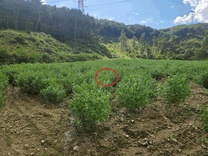 충청남도 아산시 도고면 농은리 374 전 경매 사진 6