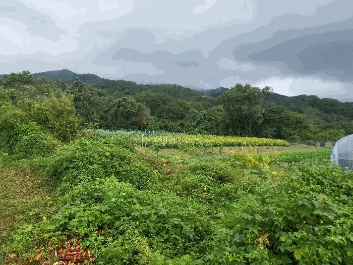 경상북도 칠곡군 북삼읍 어로리 464 전 경매 사진 1