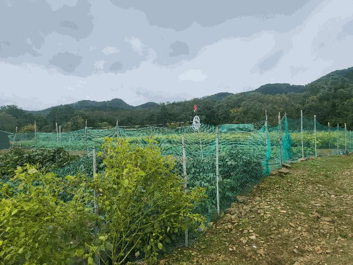 경상북도 칠곡군 북삼읍 어로리 464 전 경매 사진 4
