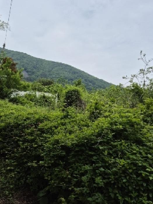 전라남도 화순군 화순읍 수만리 201 전 경매 사진 11