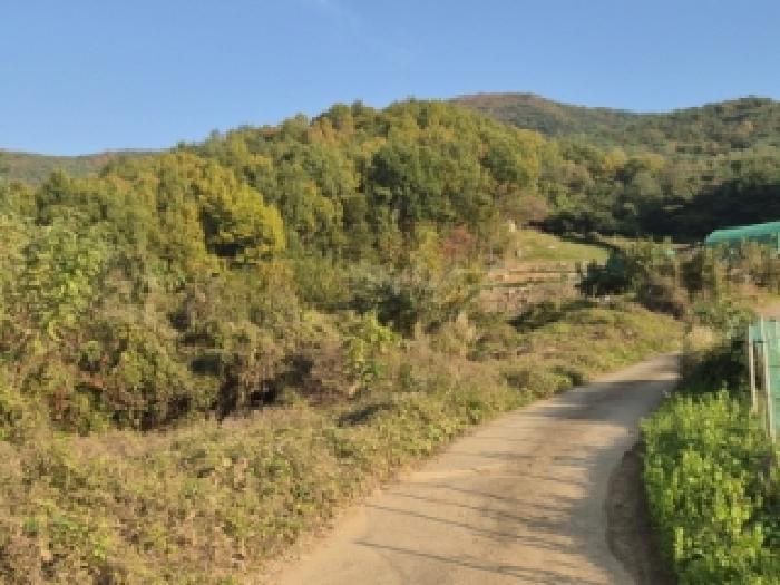 경상북도 경주시 건천읍 화천리 2540 임야 경매 사진 13