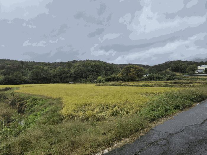 경상북도 경주시 외동읍 구어리 966-1 답 경매 사진 16
