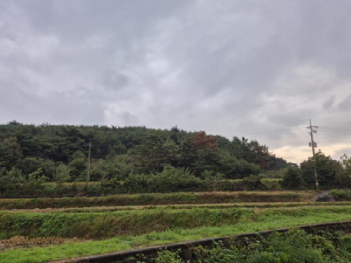 경상북도 경주시 배반동 산16 임야 경매 사진 4