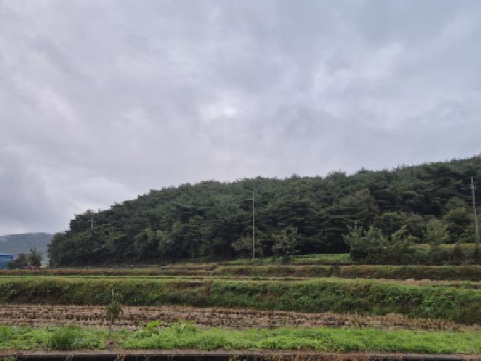 경상북도 경주시 배반동 산16 임야 경매 사진 5