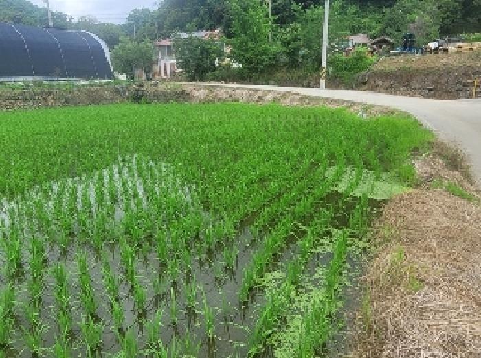 충청남도 공주시 정안면 태성리 129-1 답 경매 사진 7