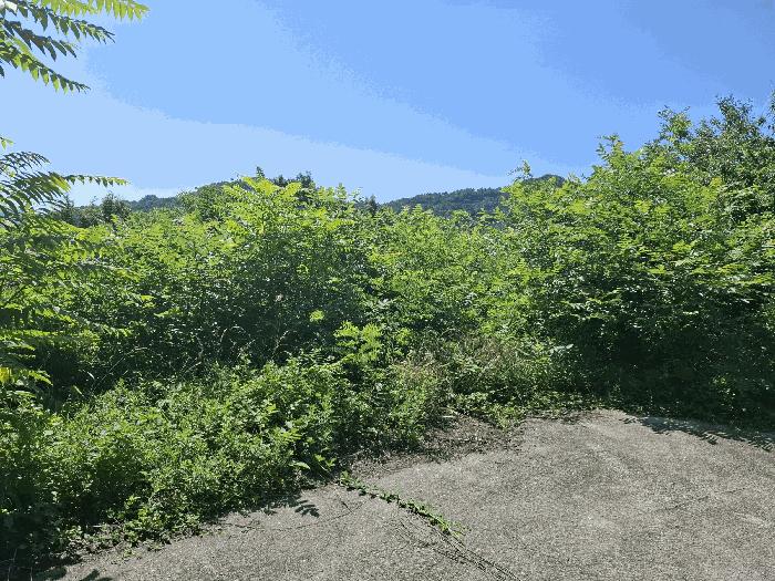 충청남도 공주시 정안면 상룡리 131-3 임야 경매 사진 3