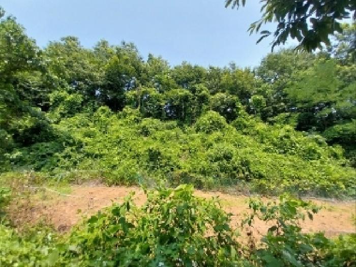 충청남도 공주시 정안면 상룡리 131-3 임야 경매 사진 5