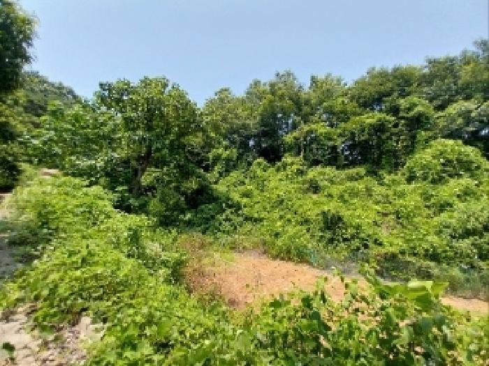 충청남도 공주시 정안면 상룡리 131-3 임야 경매 사진 6