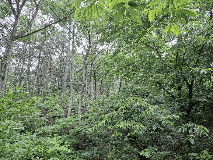충청남도 공주시 우성면 죽당리 산21 임야 경매 사진 2