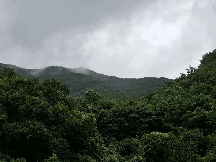 충청남도 공주시 우성면 죽당리 산21 임야 경매 사진 3