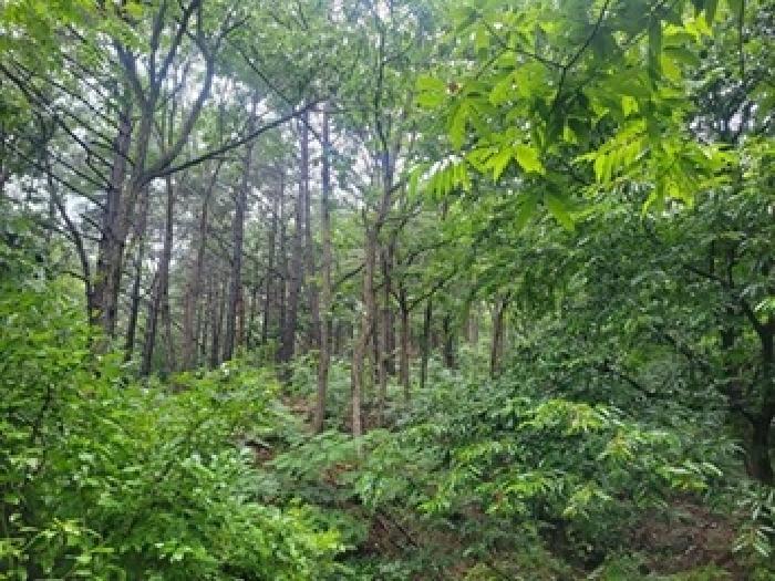 충청남도 공주시 우성면 죽당리 산21 임야 경매 사진 5