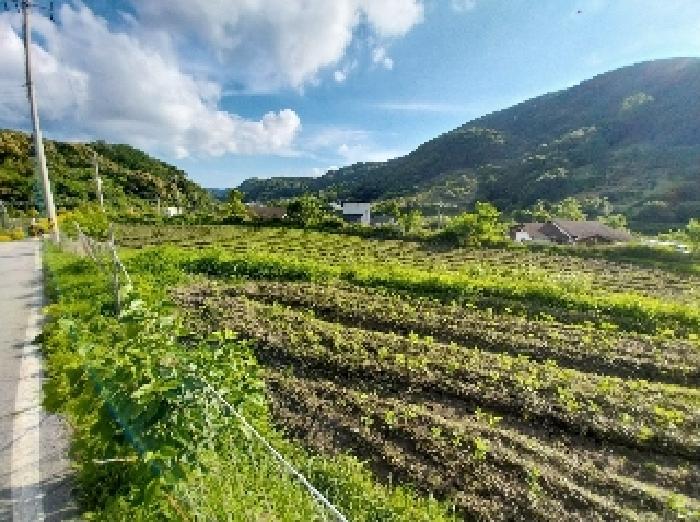 충청남도 공주시 유구읍 구계리 293 전 경매 사진 13