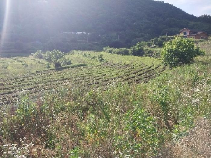 충청남도 공주시 유구읍 세동리 106 답 경매 사진 14