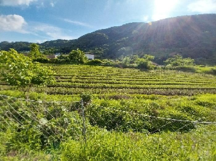 충청남도 공주시 유구읍 세동리 106 답 경매 사진 15