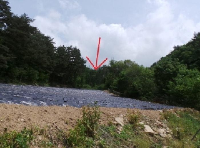 강원특별자치도 평창군 진부면 상진부리 산200-3 임야 경매 사진 8