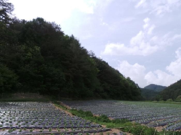 강원특별자치도 평창군 대관령면 병내리 353-2 대지 경매 사진 5