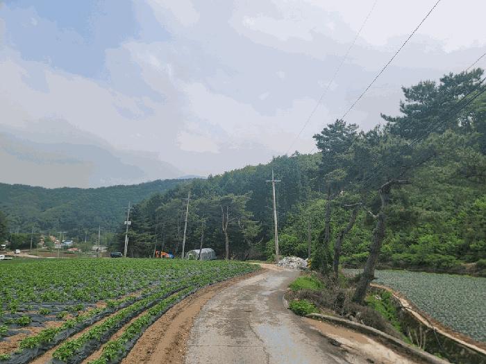 강원특별자치도 평창군 대관령면 병내리 353-2 대지 경매 사진 9