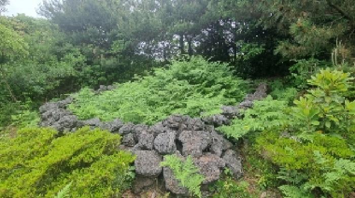 제주특별자치도 서귀포시 성산읍 온평리 2003-1 임야 경매 사진 15