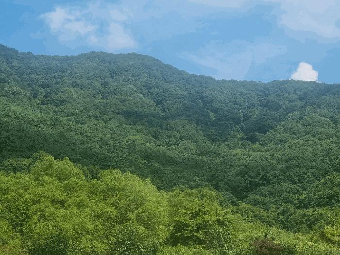 전라남도 담양군 대덕면 입석리 산10 임야 경매 사진 1