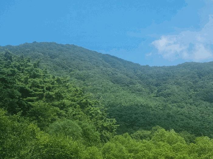 전라남도 담양군 대덕면 입석리 산10 임야 경매 사진 2