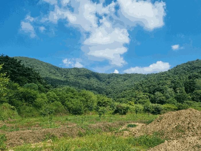 전라남도 담양군 대덕면 입석리 산10 임야 경매 사진 4